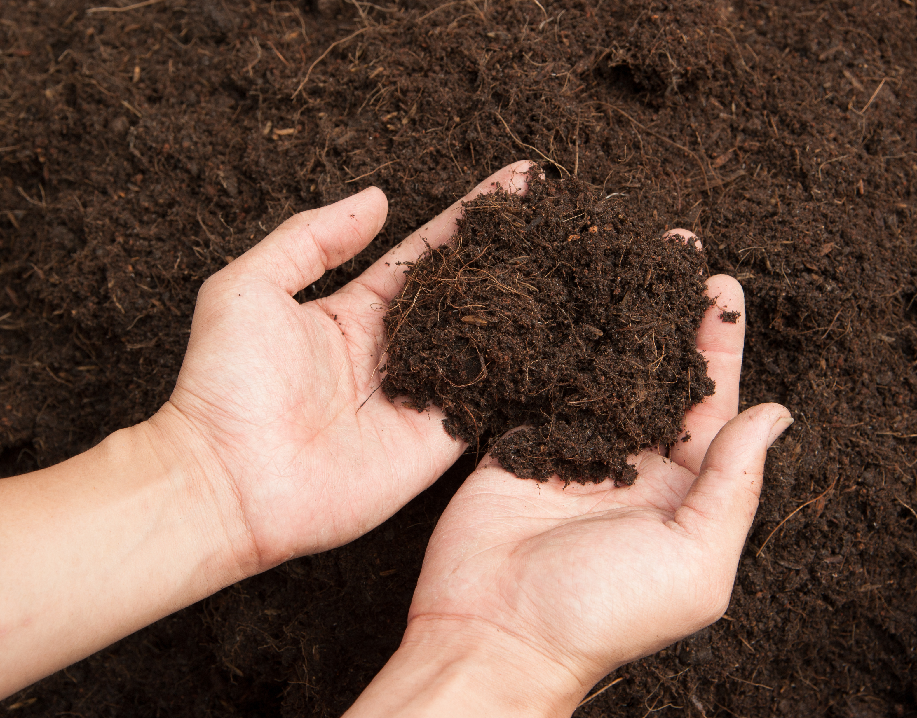 Arbuscular Mycorrhizal Fungi