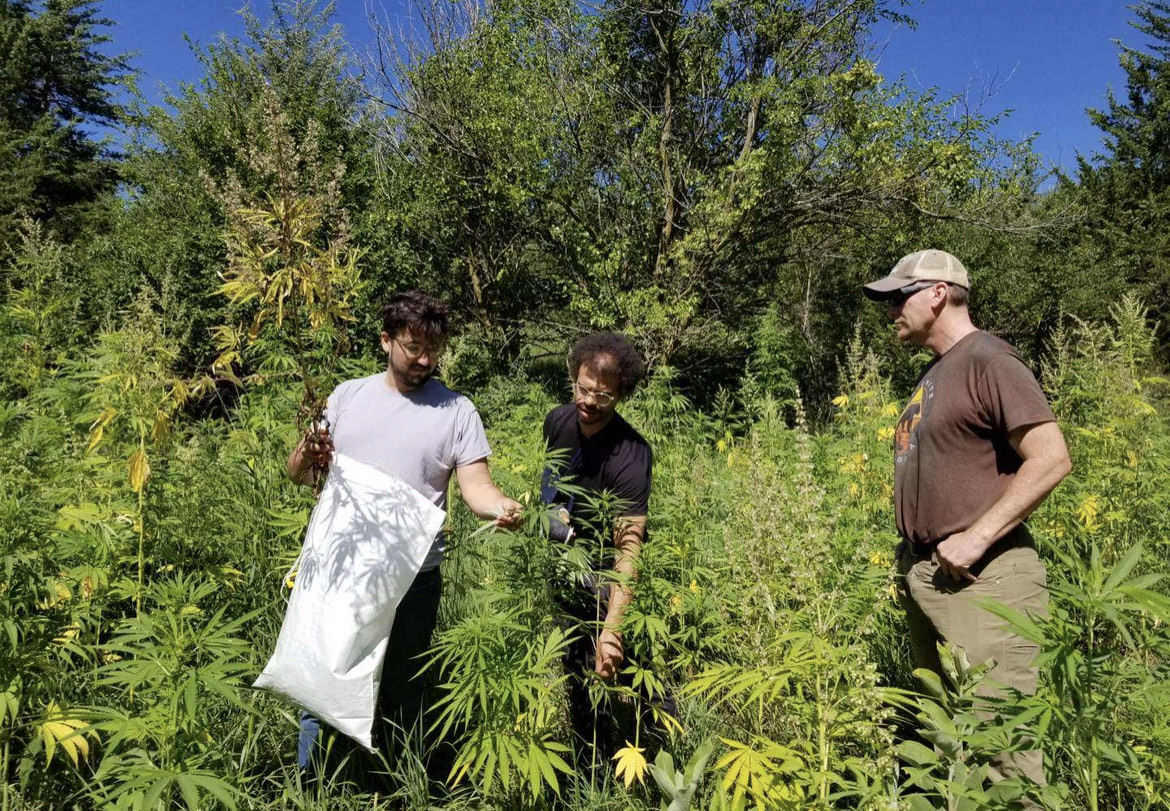 cannabis soil