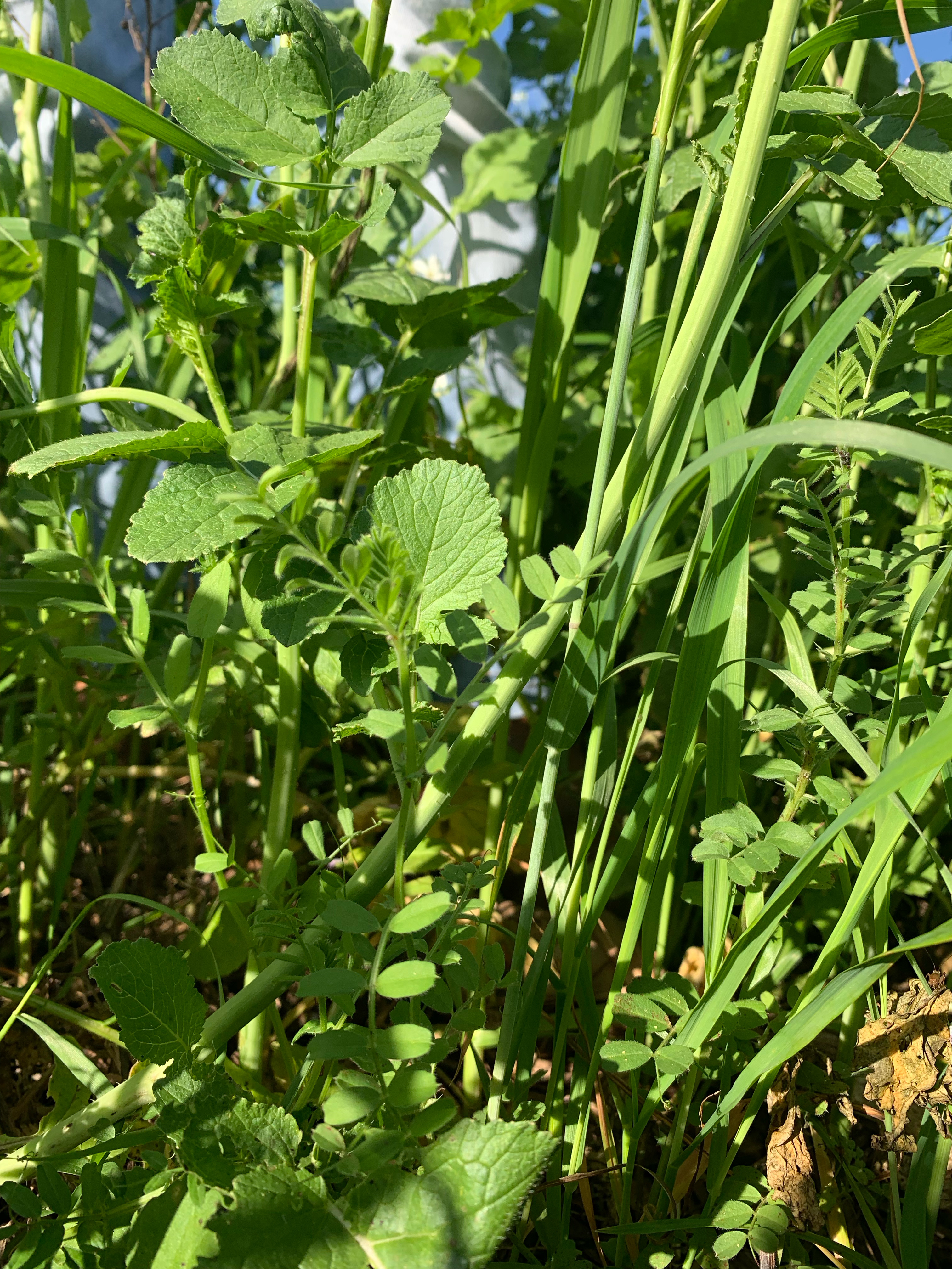 soil health test