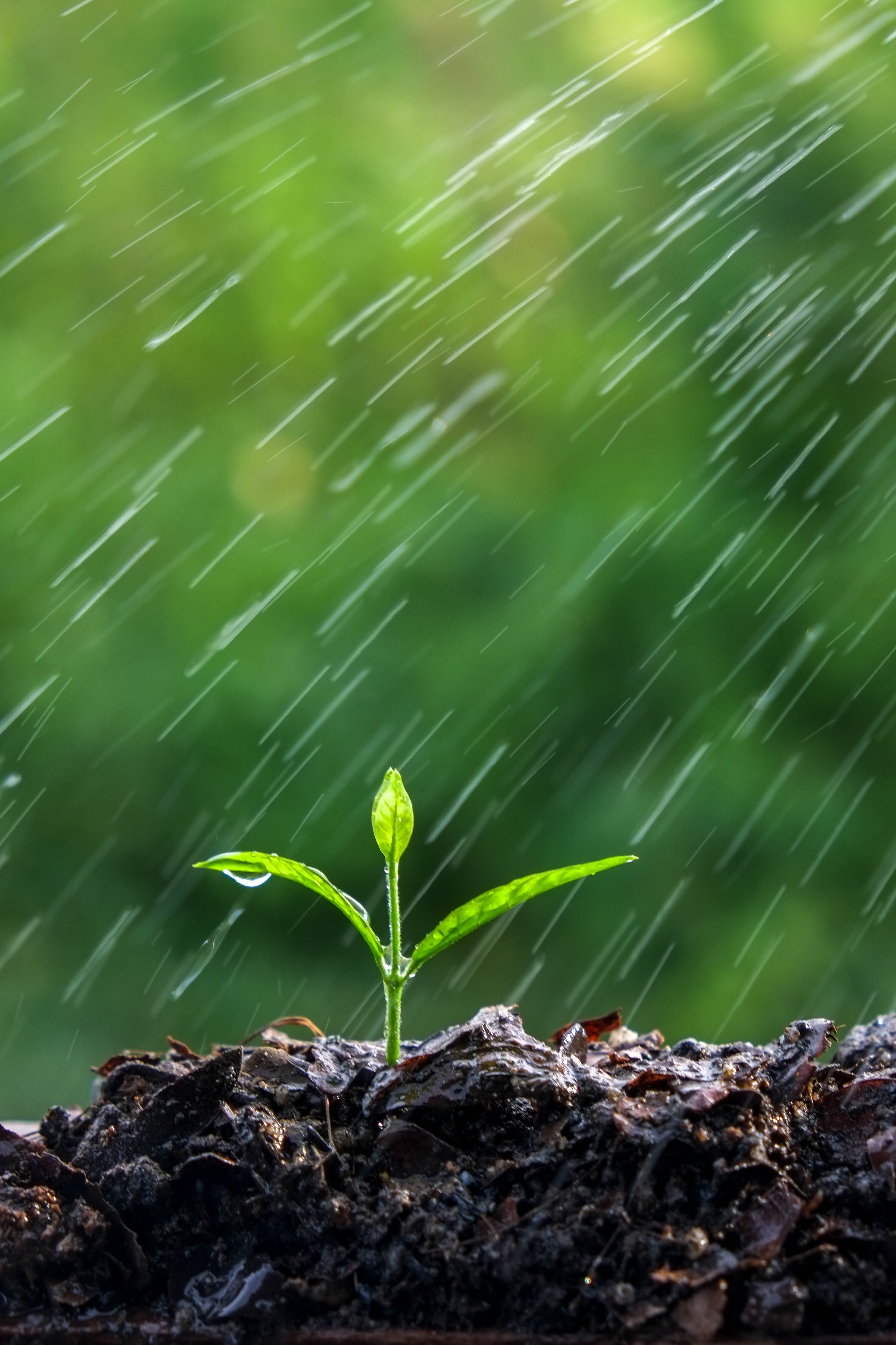 soil carbon