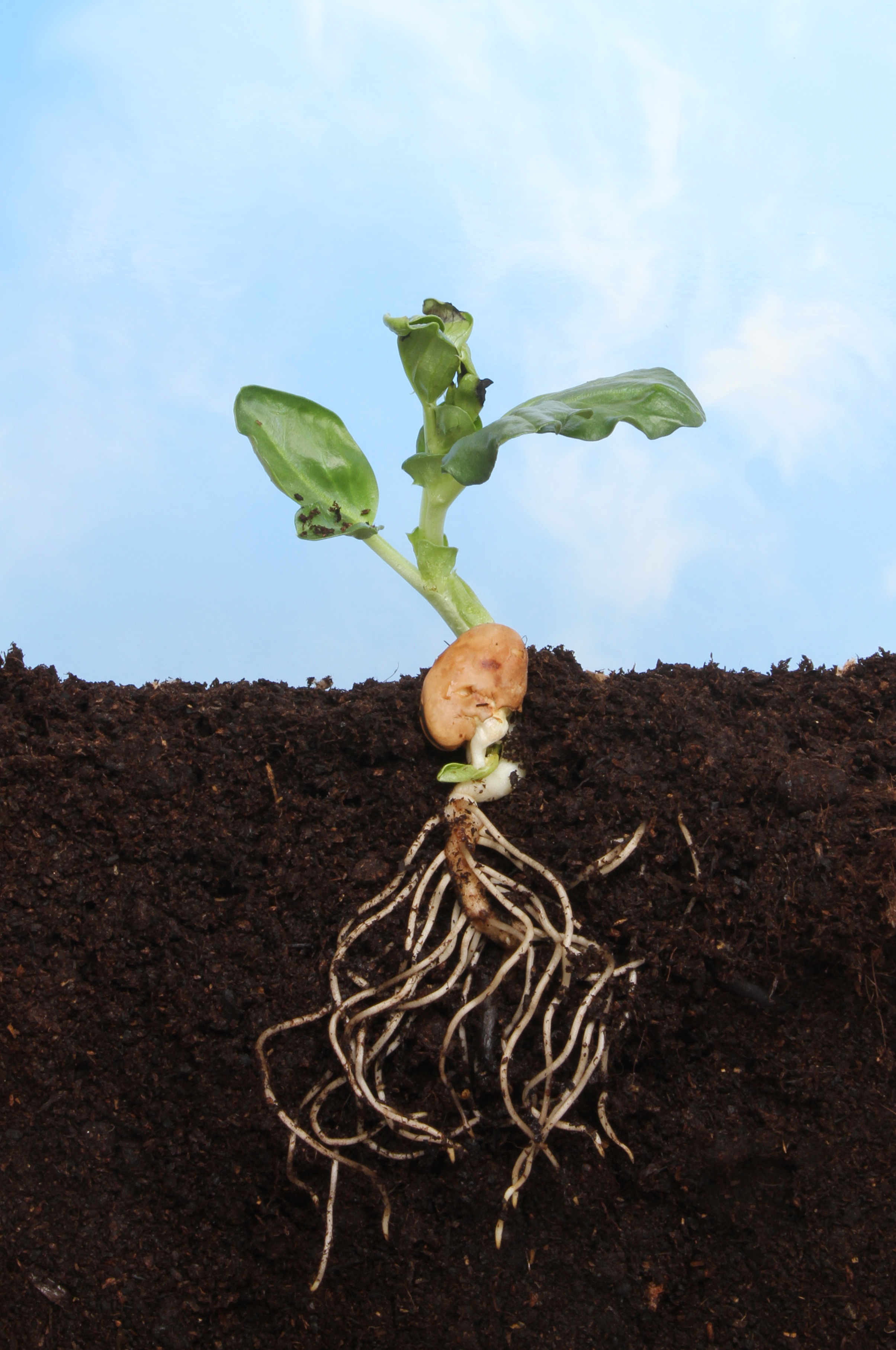 soil fertility