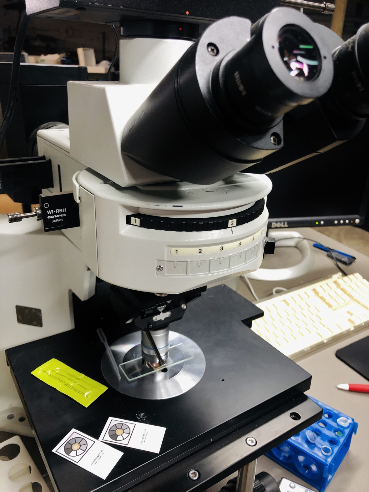 magnifying microbes