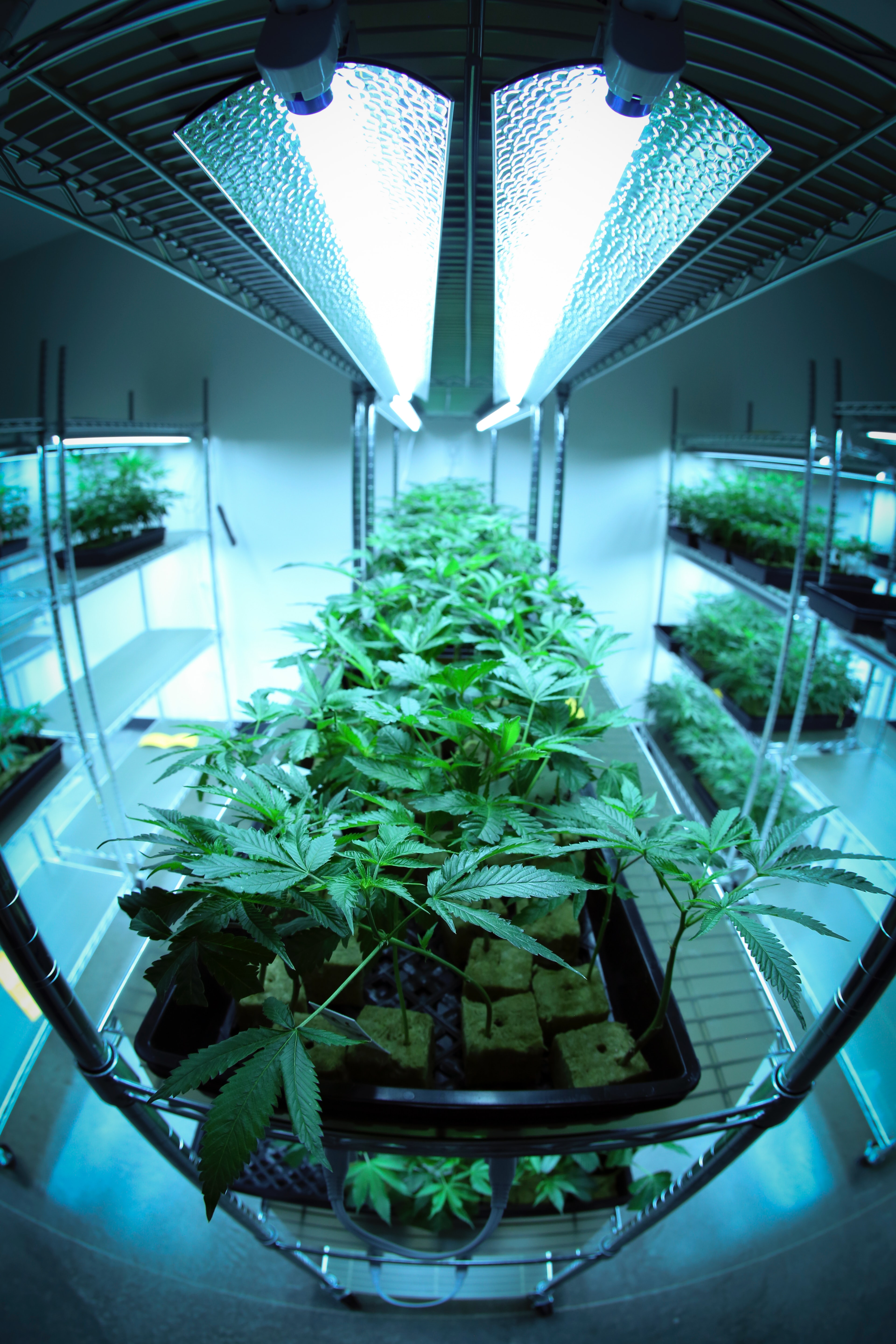 grow cannabis