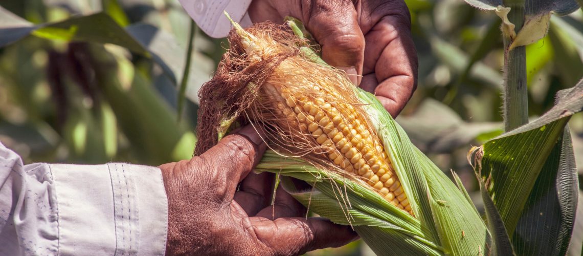 Canva - Person Holding A Yellow Corn