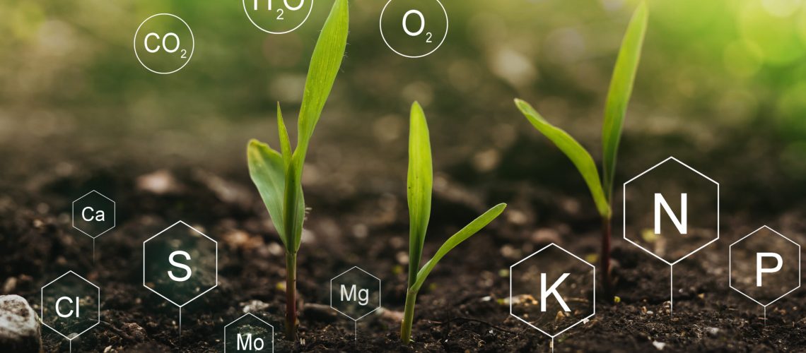 Fertilization and the role of nutrients in plant life.