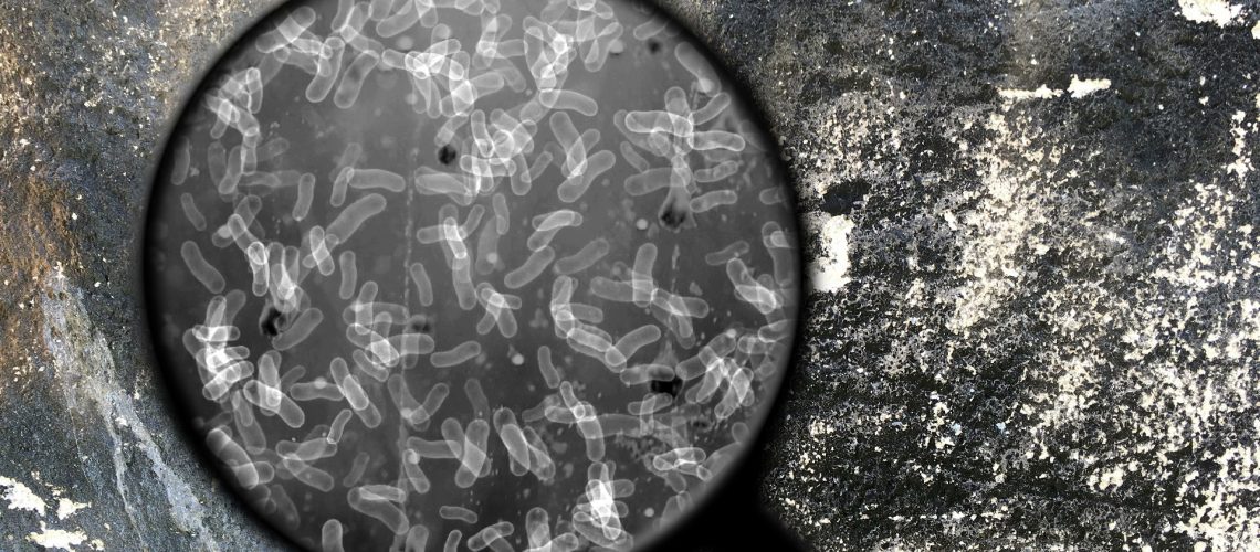 Searching for bacteria on surface