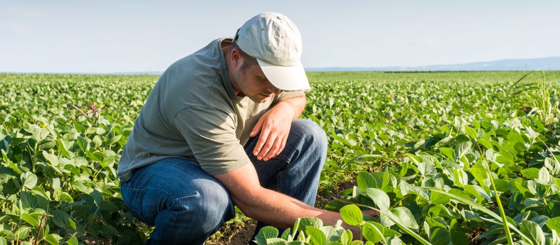 Young farmer in soybean fields